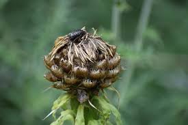 Attēlu rezultāti vaicājumam “Centaurea scabiosa bud”