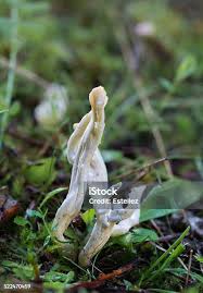 Attēlu rezultāti vaicājumam “Clavulina rugosa”