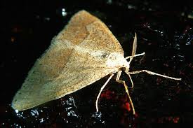 Attēlu rezultāti vaicājumam “Semioscopis oculella”