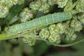 Attēlu rezultāti vaicājumam “Mamestra brassicae pupa”