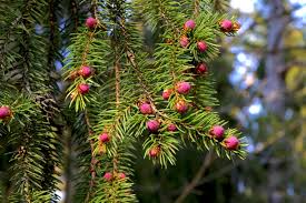 Attēlu rezultāti vaicājumam “Picea abies male flower”