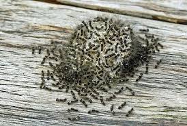 Attēlu rezultāti vaicājumam “Orgyia antiqua”