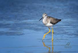 Image result for Tringa melanoleuca