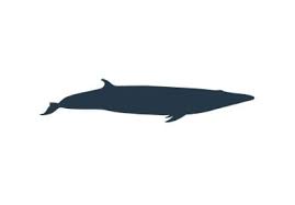 Image result for Balaenoptera omurai