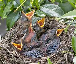 Attēlu rezultāti vaicājumam “Turdus merula”