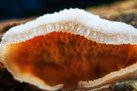 Attēlu rezultāti vaicājumam “Phlebia tremellosa”