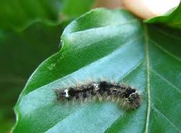 Attēlu rezultāti vaicājumam “Eilema sororcula”