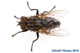 Attēlu rezultāti vaicājumam “Sarcophagidae”