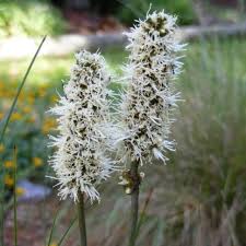Attēlu rezultāti vaicājumam “Xanthorrhoeaceae”