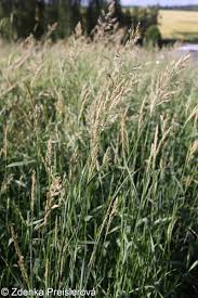 Attēlu rezultāti vaicājumam “Holcus mollis”