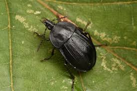 Attēlu rezultāti vaicājumam “Phosphuga atrata”