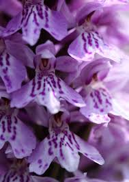 Attēlu rezultāti vaicājumam “Dactylorhiza fuchsii”