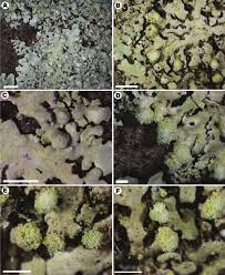 Attēlu rezultāti vaicājumam “Hypotrachyna sp.”