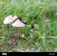 Attēlu rezultāti vaicājumam “Panaeolus papilionaceus”