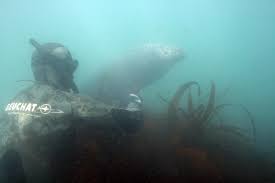Image result for Wyndley Seals Snorkelling Club
