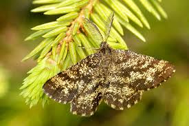 Attēlu rezultāti vaicājumam “Ematurga atomaria”