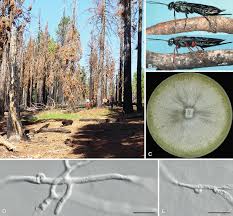 Attēlu rezultāti vaicājumam “Phleogena faginea sessile”