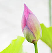 Attēlu rezultāti vaicājumam “Lotus sp. bud”