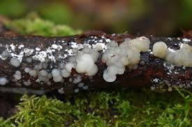 Attēlu rezultāti vaicājumam “Myxarium nucleatum”