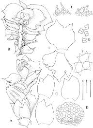 Attēlu rezultāti vaicājumam “Lophozia longidens”