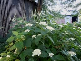 Attēlu rezultāti vaicājumam “Hydrangea arborescens flower”