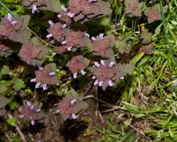 Attēlu rezultāti vaicājumam “Lamium purpureum”
