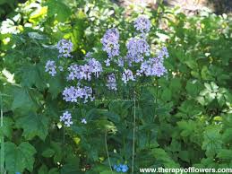 Attēlu rezultāti vaicājumam “Hesperis matronalis”