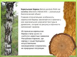 Attēlu rezultāti vaicājumam “Betula pendula var. carelica”