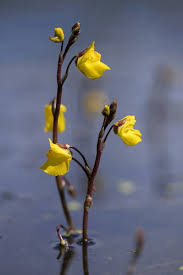 Attēlu rezultāti vaicājumam “Utricularia intermedia bud”