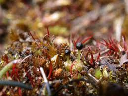 Attēlu rezultāti vaicājumam “Fossombronia wondraczekii”