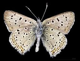 Attēlu rezultāti vaicājumam “Lycaena tityrus female”