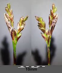 Attēlu rezultāti vaicājumam “Carex digitata flower”