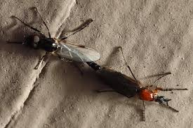 Attēlu rezultāti vaicājumam “Bibionidae”