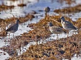 Image result for Tringa melanoleuca