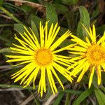 Image result for Inula hirta