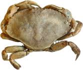 Image result for Cancer irroratus