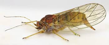 Attēlu rezultāti vaicājumam “Psylla alni”