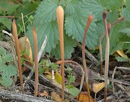 Attēlu rezultāti vaicājumam “Macrotyphula fistulosa”