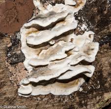 Attēlu rezultāti vaicājumam “Bjerkandera adusta”