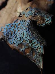 Attēlu rezultāti vaicājumam “Didymium serpula”