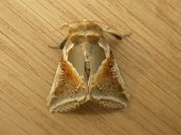 Attēlu rezultāti vaicājumam “Habrosyne pyritoides”