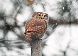 Attēlu rezultāti vaicājumam “Glaucidium passerinum adult”