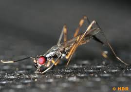 Attēlu rezultāti vaicājumam “Micropezidae”