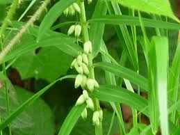 Attēlu rezultāti vaicājumam “Polygonatum verticillatum”