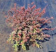 Attēlu rezultāti vaicājumam “Berberis thunbergii”