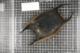 Image result for Amblyraja hyperborea