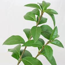 Attēlu rezultāti vaicājumam “Ligustrum vulgare”