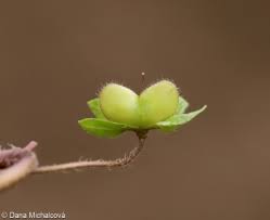 Attēlu rezultāti vaicājumam “Veronica persica fruit”