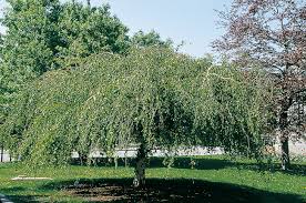 Attēlu rezultāti vaicājumam “Betula pendula Youngii”