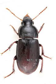 Attēlu rezultāti vaicājumam “Harpalus sp.”